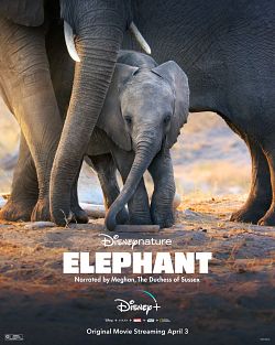 Elephant FRENCH WEBRIP 1080p 2020
